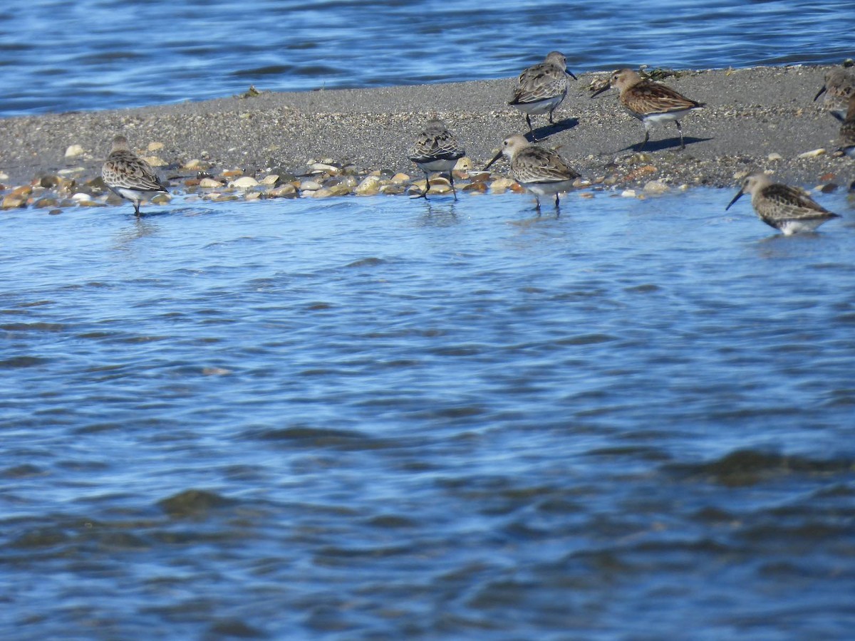 Dunlin - ML623750222