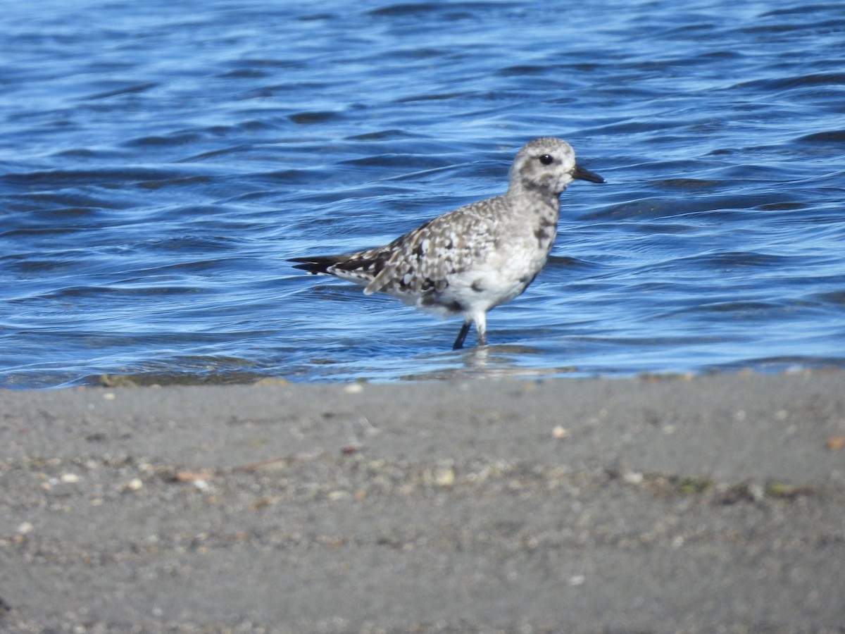 Black-bellied Plover - ML623750225