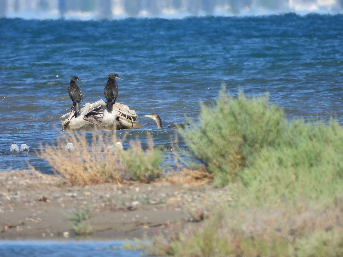 Great Cormorant - ML623750248