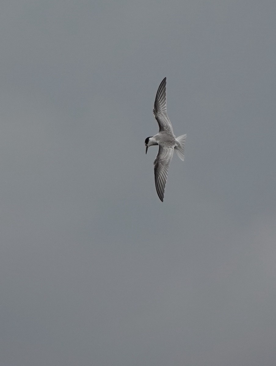 Little Tern - ML623750249