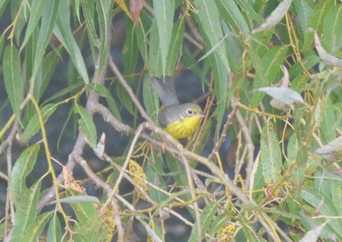 Canada Warbler - ML623750375
