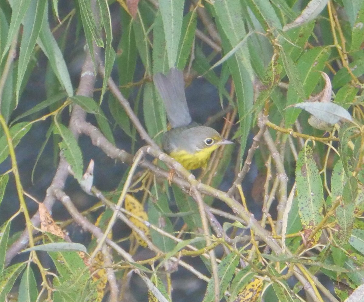 Canada Warbler - ML623750376