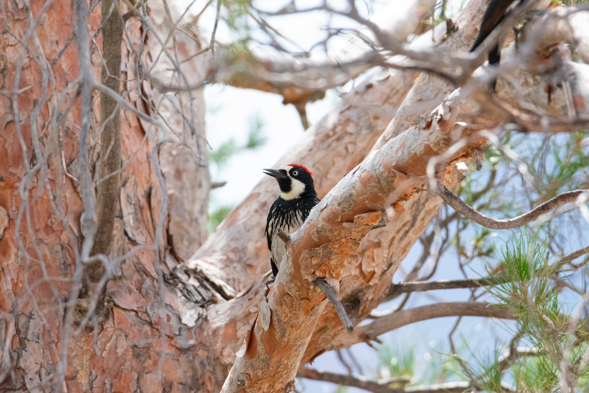 Acorn Woodpecker - ML623750386