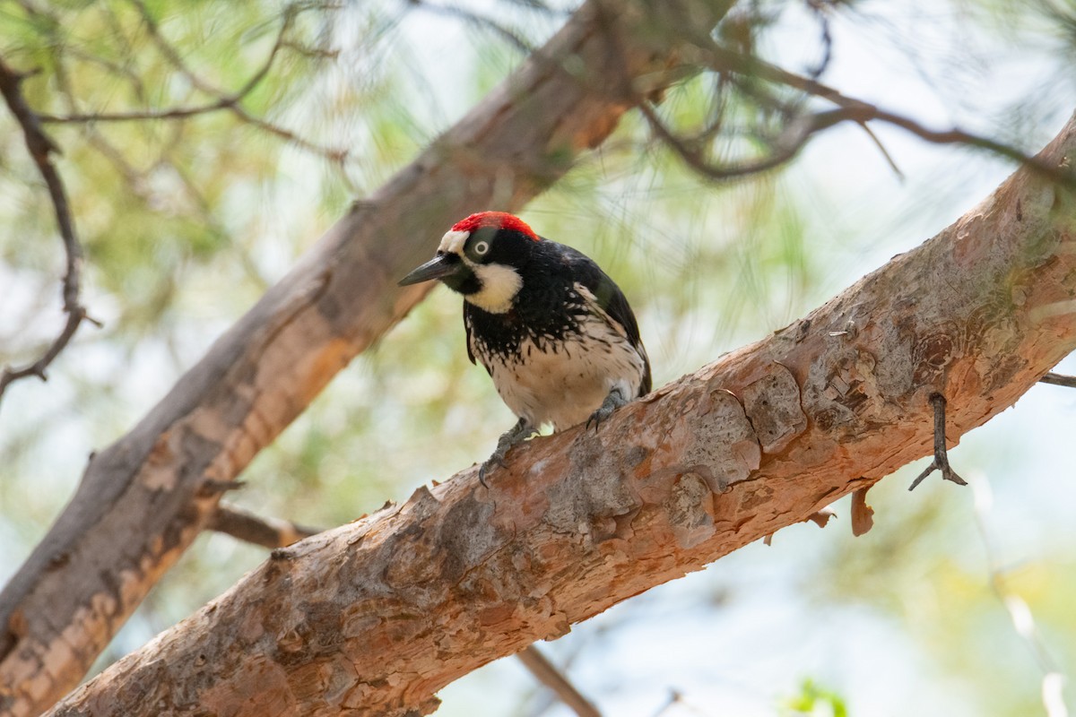 Acorn Woodpecker - Haley Johnson