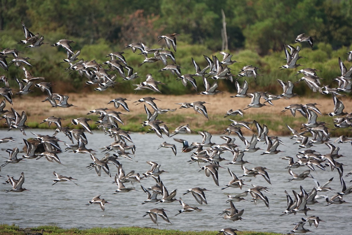 Black-tailed Godwit - ML623750407