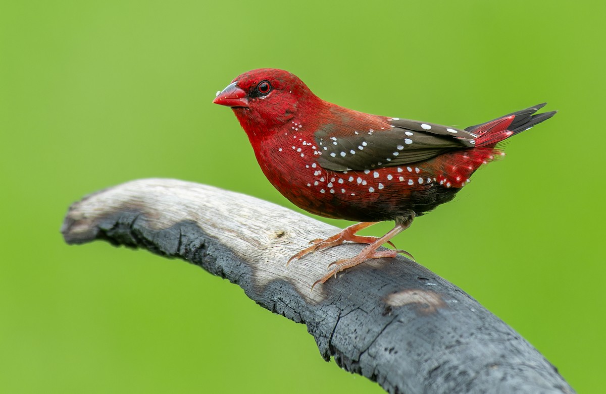 Red Avadavat - ML623750409