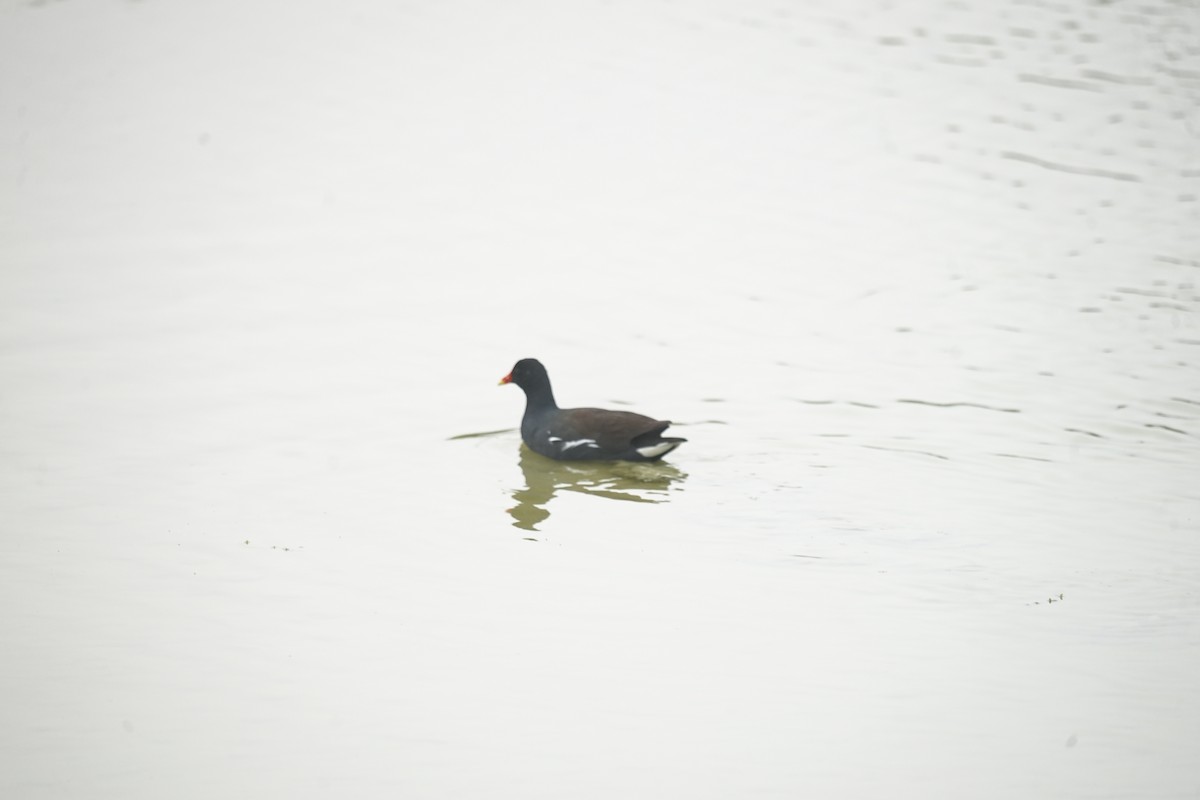 Common Gallinule - ML623750433