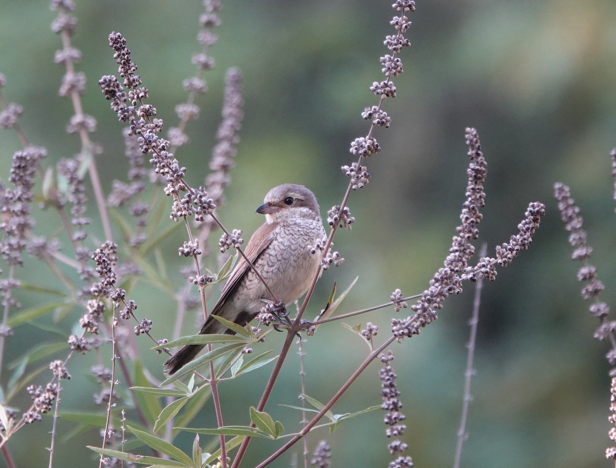 Red-backed Shrike - Martin Kelsey