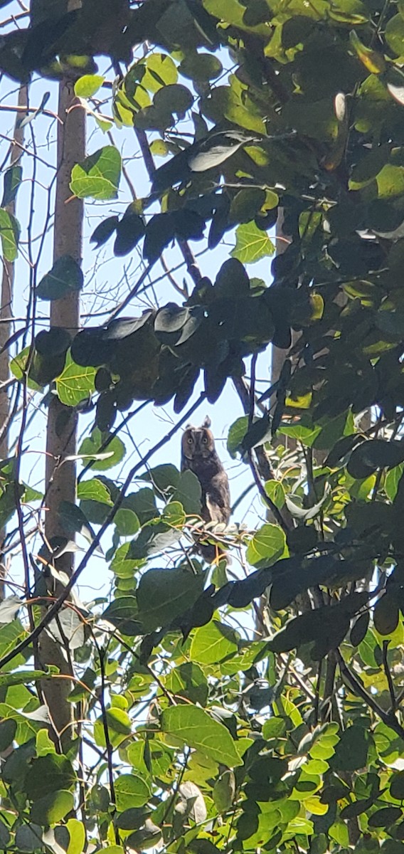 Long-eared Owl - ML623750562