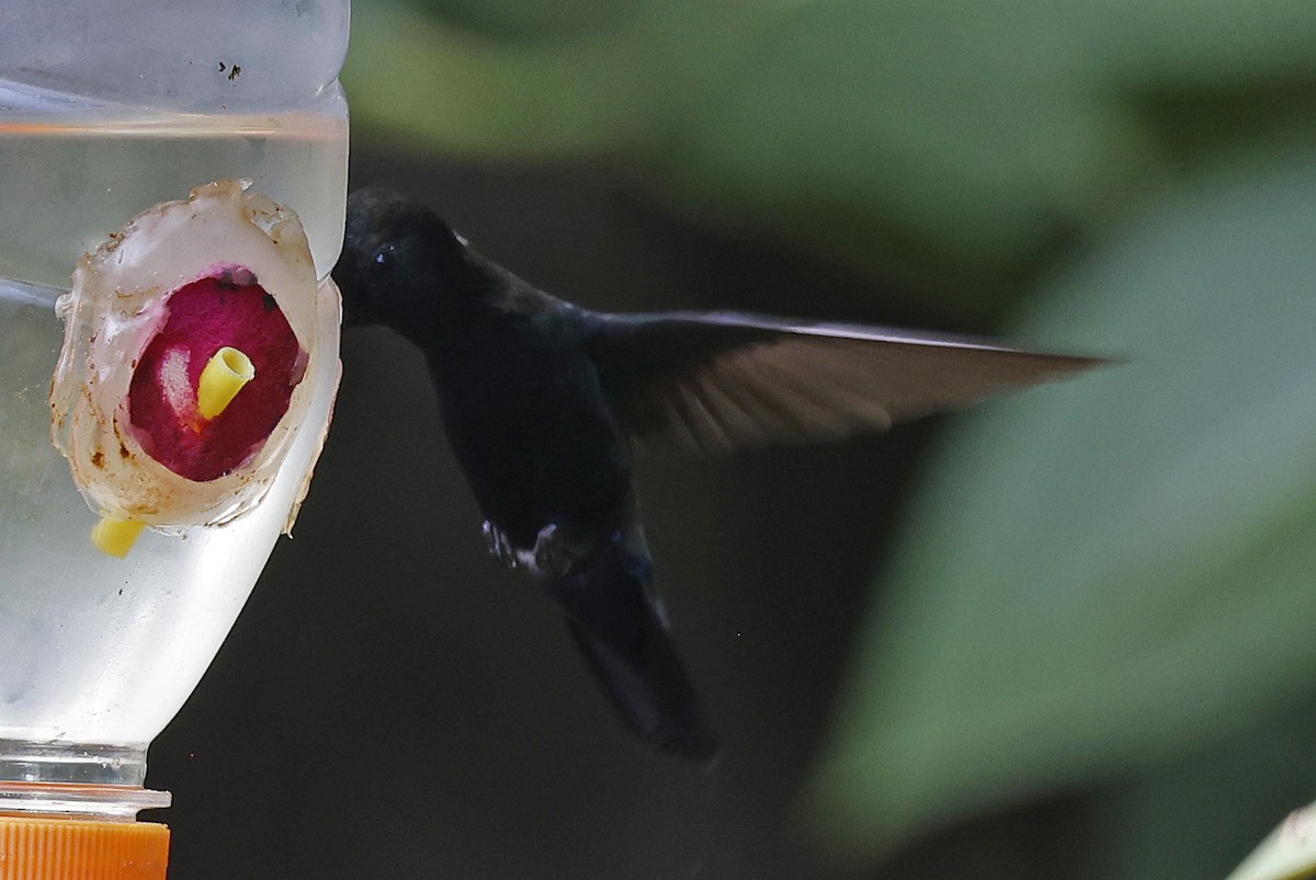 Blue-fronted Lancebill - ML623750565