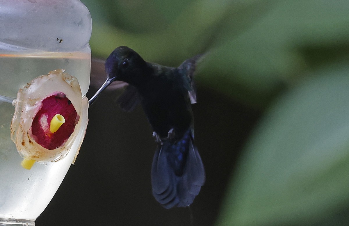 Blue-fronted Lancebill - ML623750575