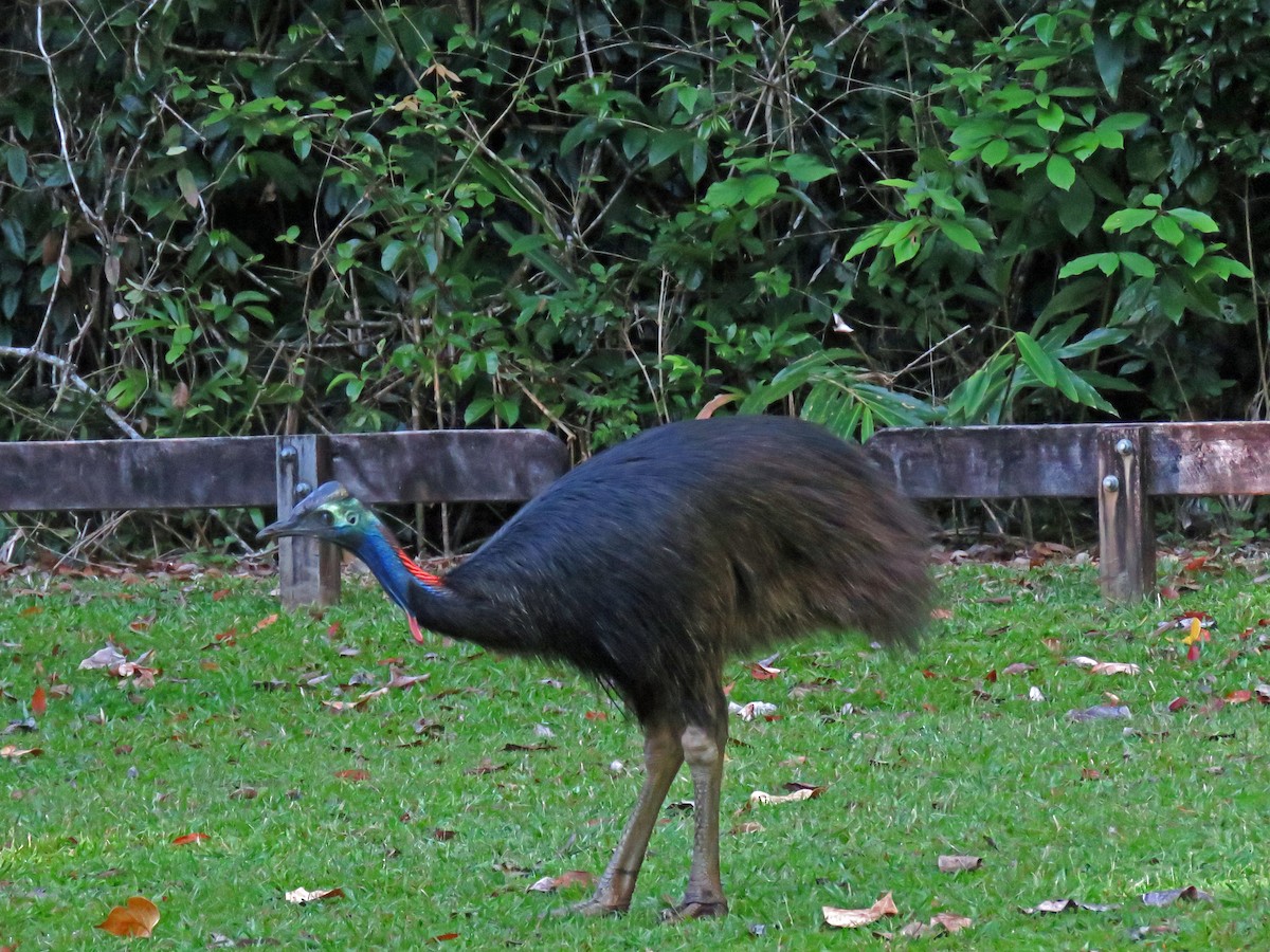 Southern Cassowary - ML623750589