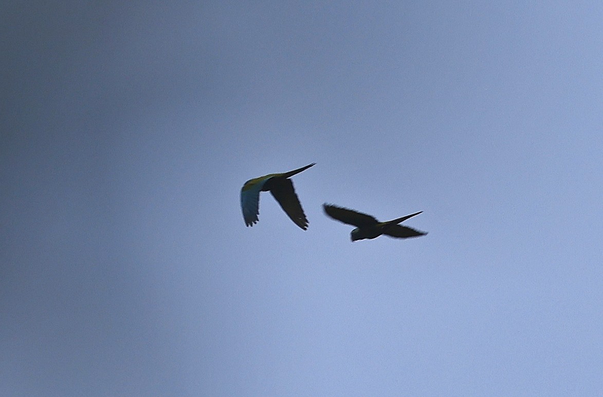 Blue-headed Macaw - ML623750590