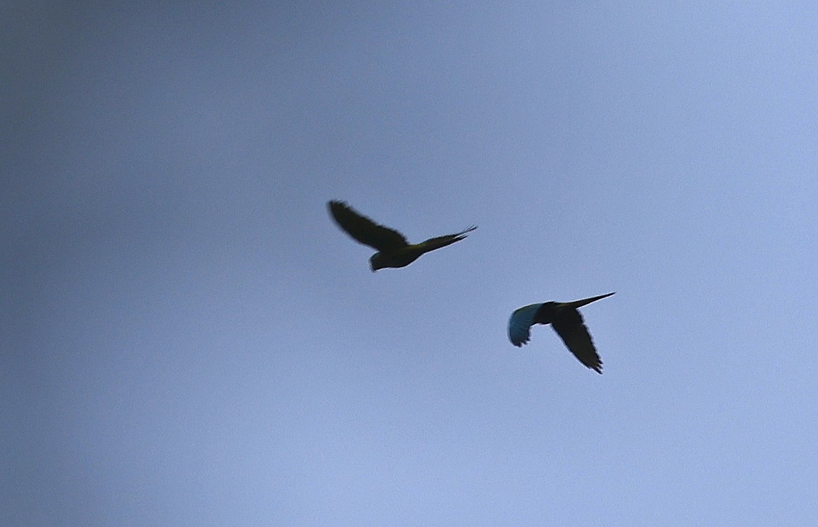 Blue-headed Macaw - ML623750594