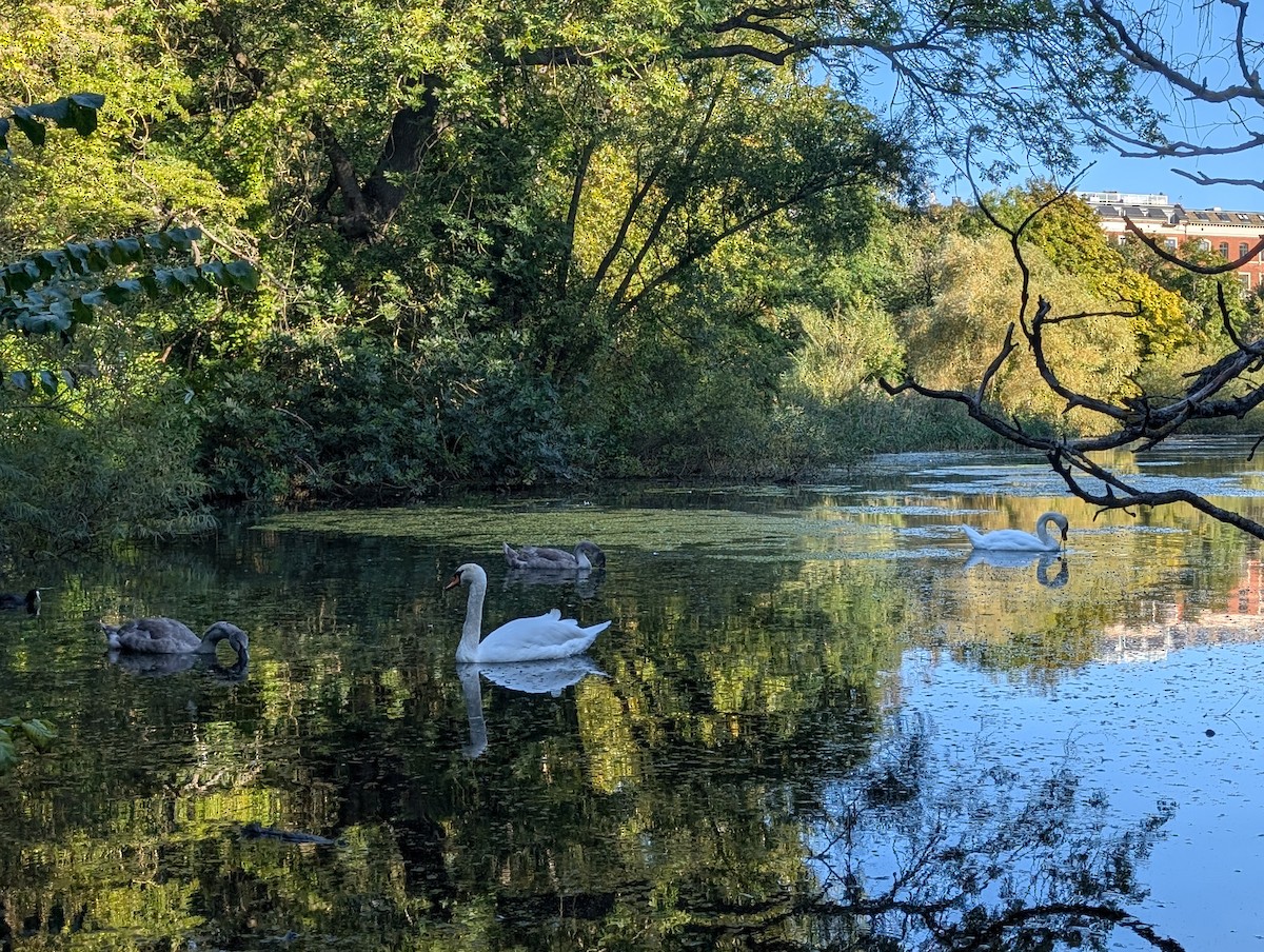 Mute Swan - Roseanne Guerra