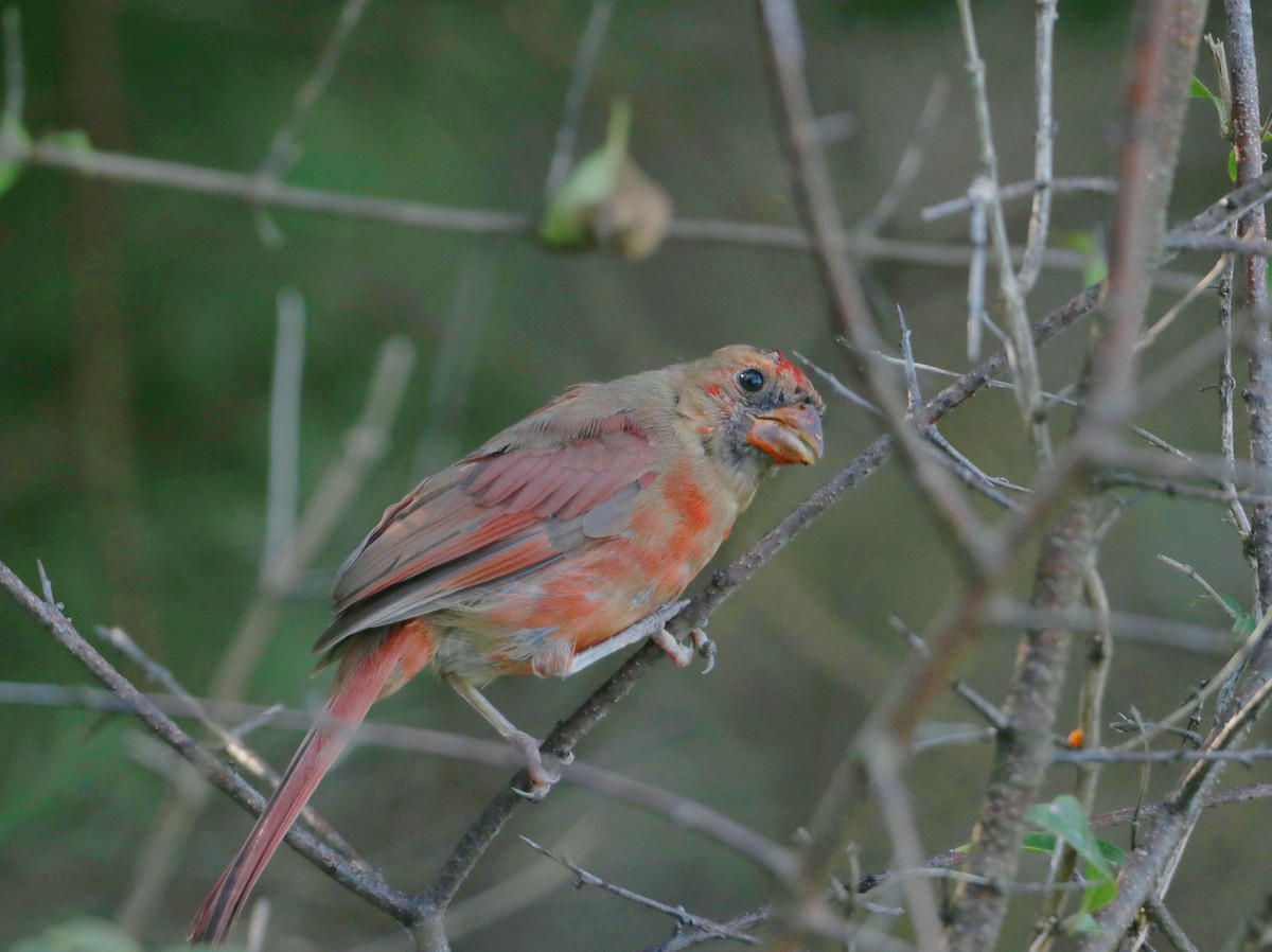 Cardinal rouge - ML623750631