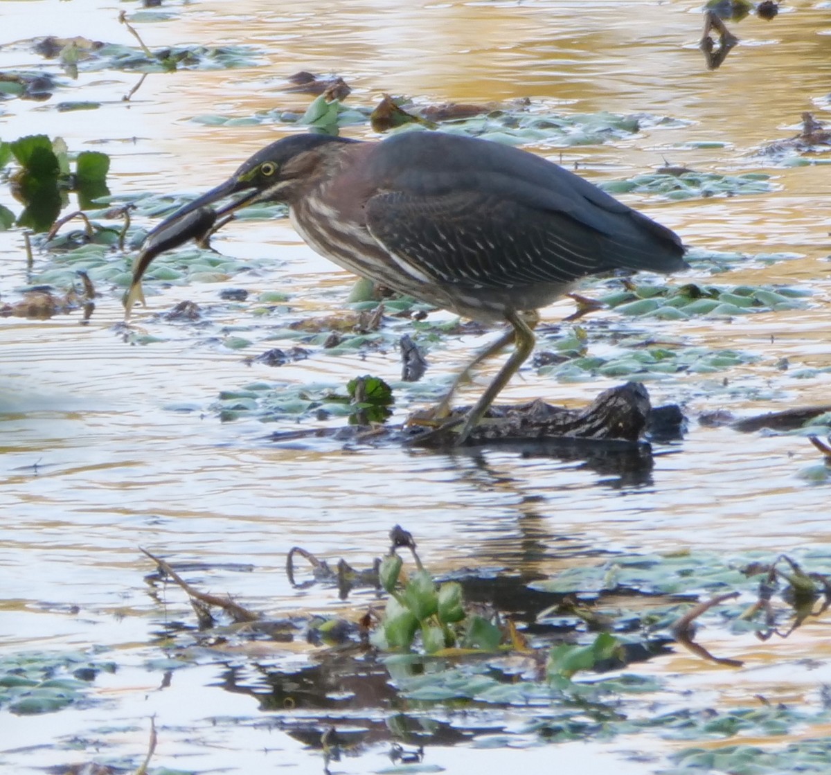 Green Heron - ML623750637