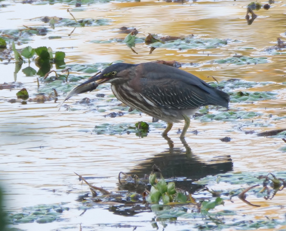 Green Heron - ML623750648