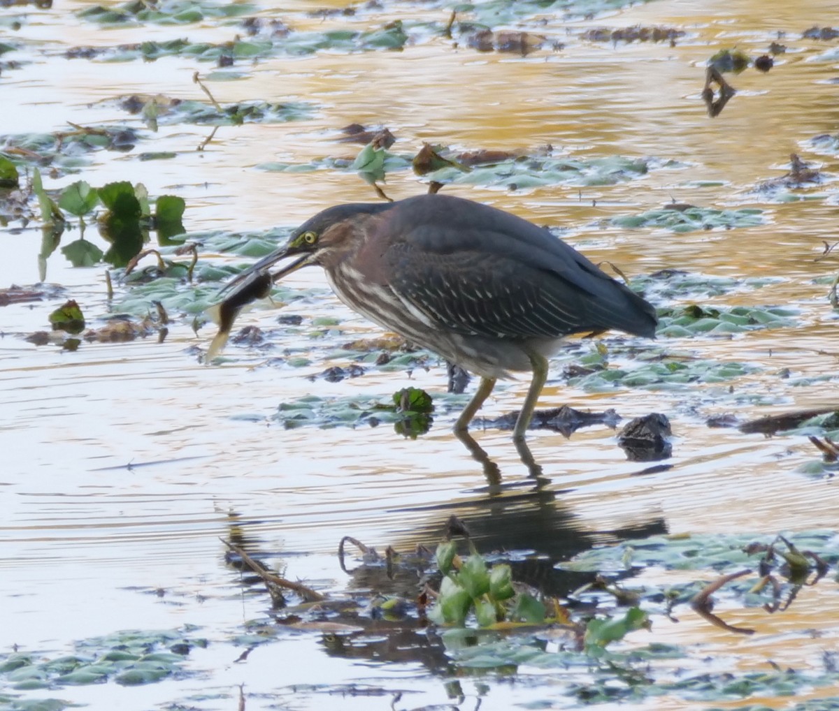 Green Heron - ML623750649