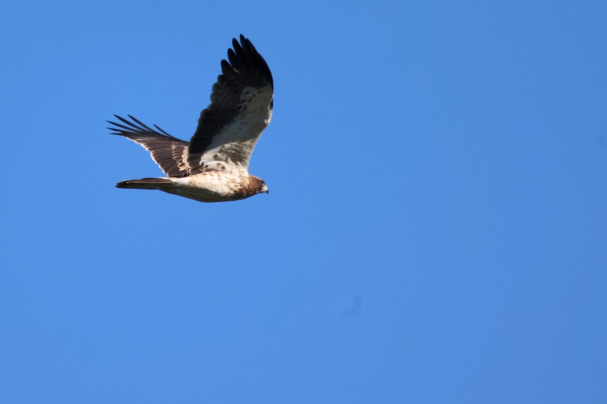 Booted Eagle - ML623750659