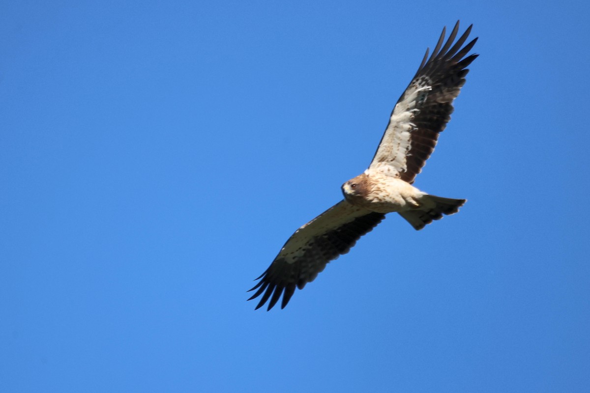 Booted Eagle - ML623750691