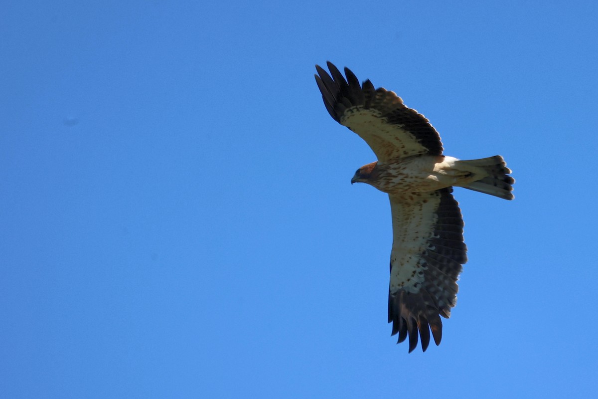 Booted Eagle - ML623750694