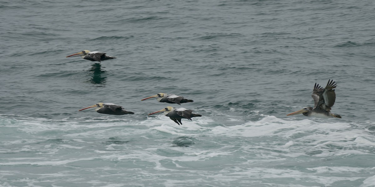 Peruvian Pelican - ML623750700