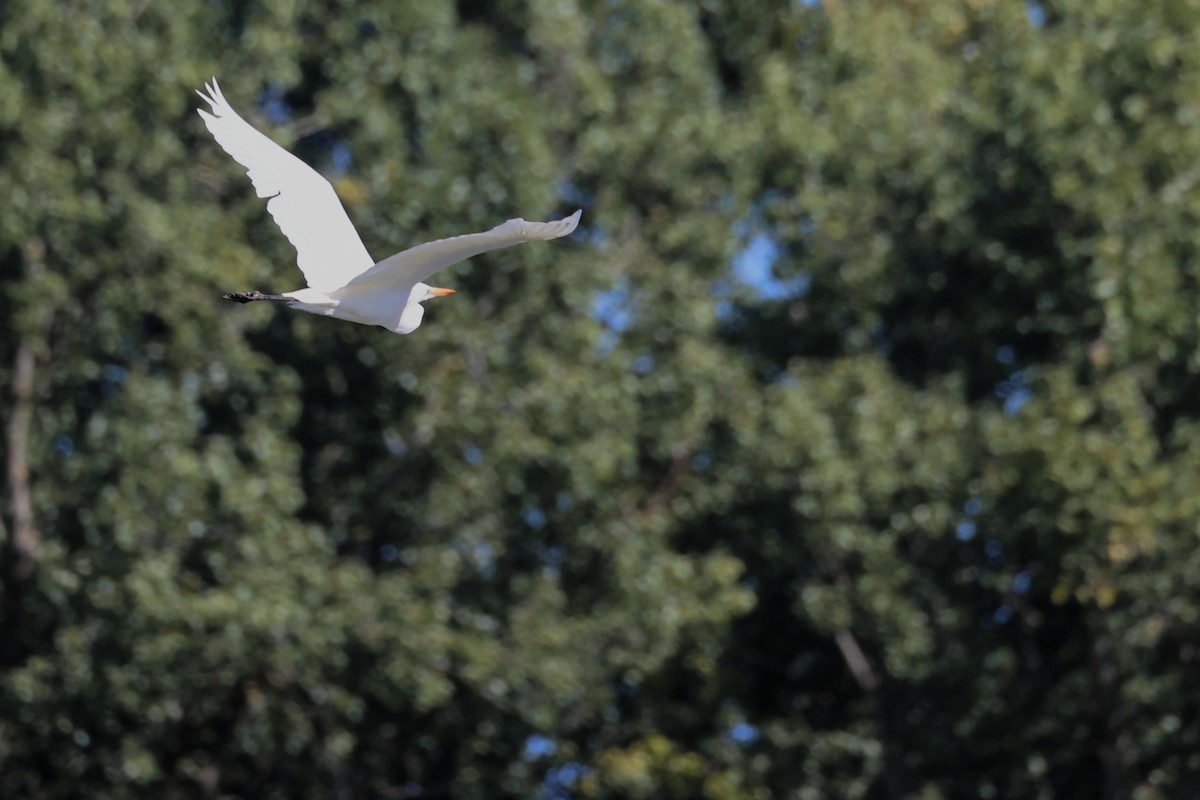 Great Egret - ML623750702