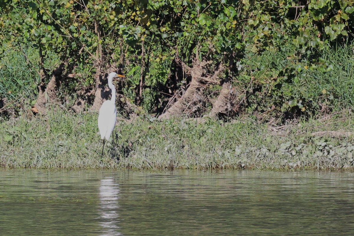 Great Egret - ML623750711