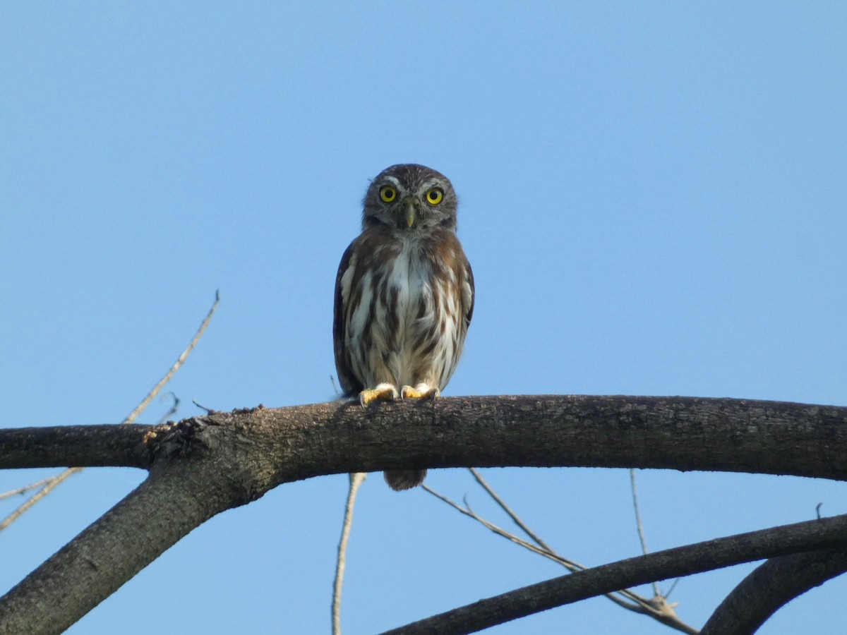 Ferruginous Pygmy-Owl - ML623750728