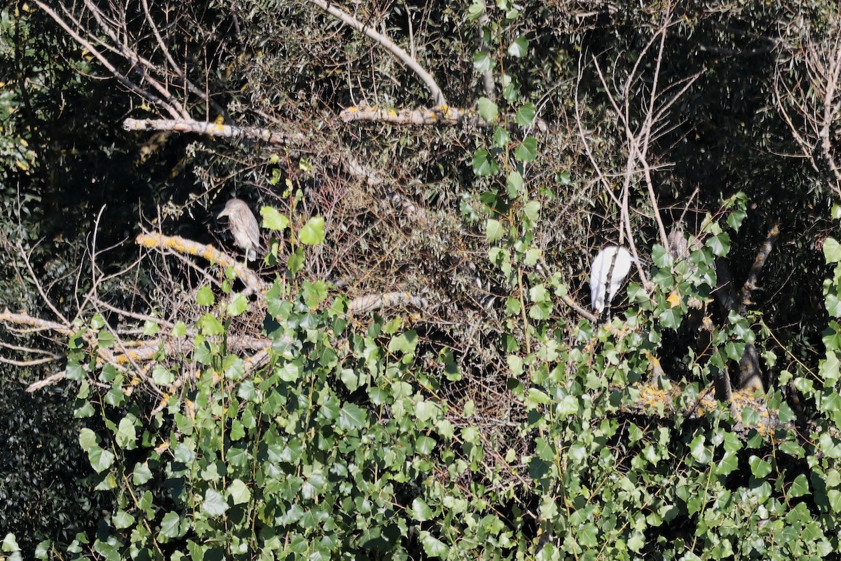 Black-crowned Night Heron - ML623750729