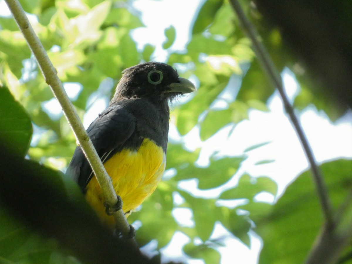 Trogon à tête noire - ML623750734