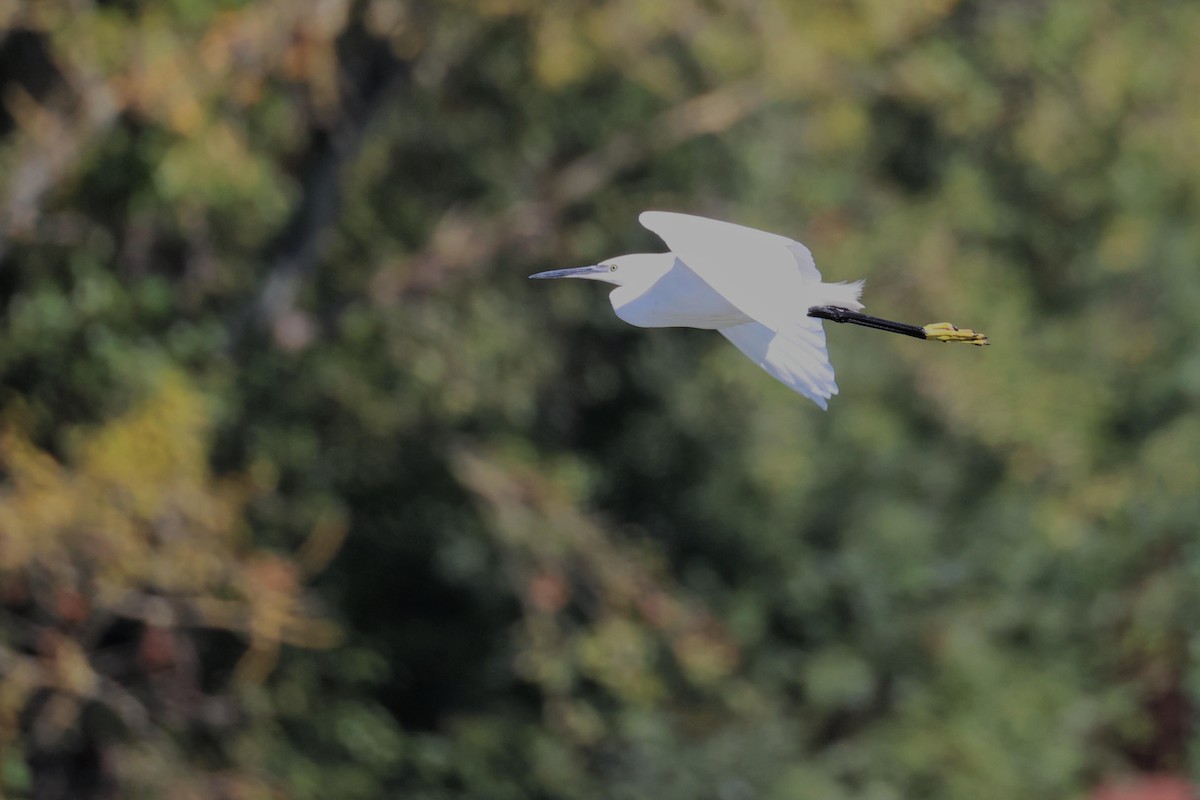 Little Egret - ML623750745