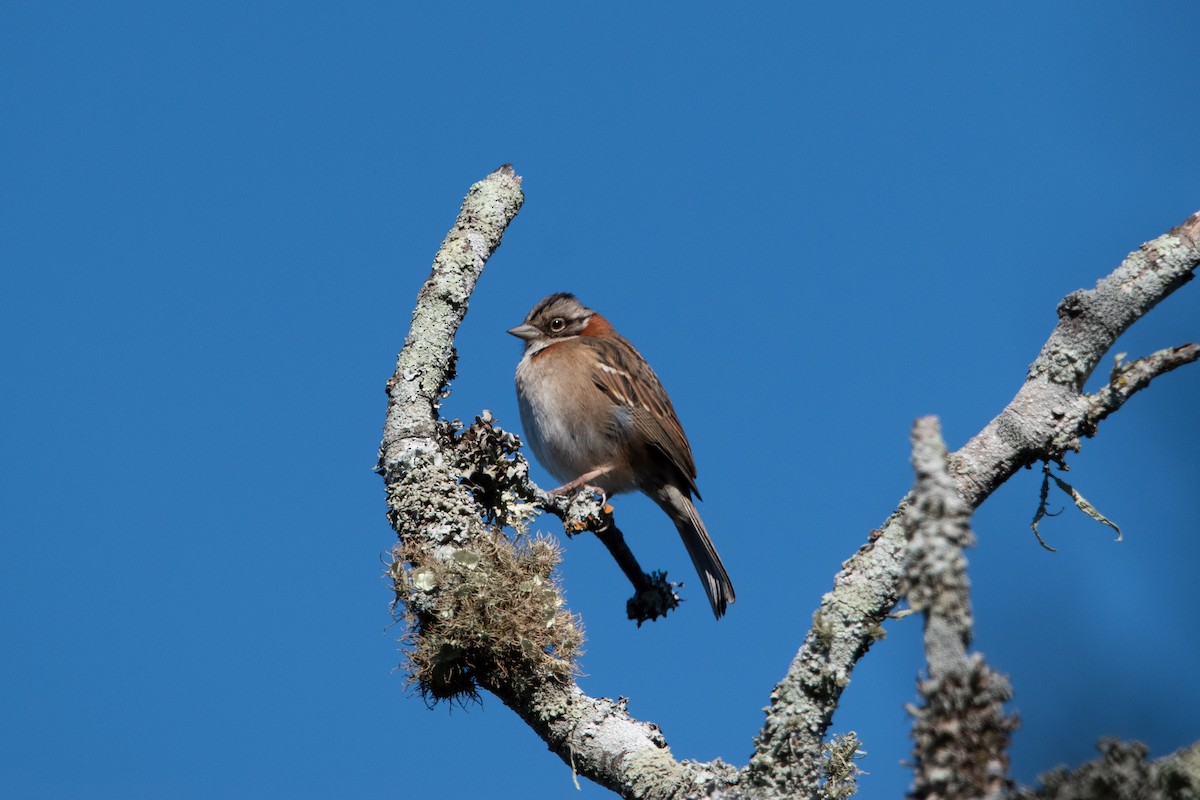 Rufous-collared Sparrow - ML623750777