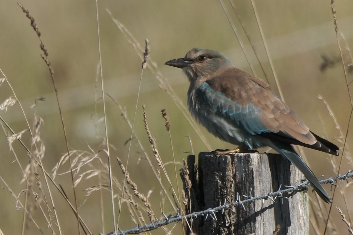 European Roller - ML623750779