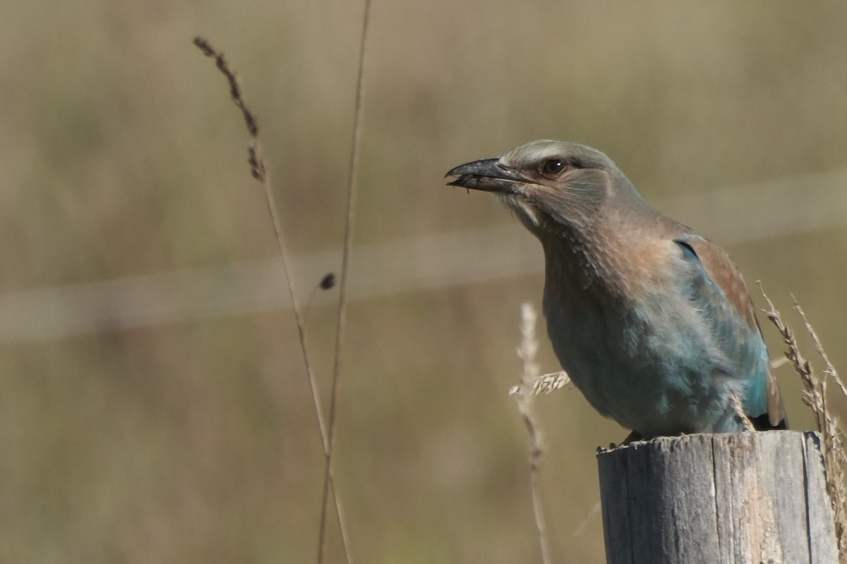 European Roller - ML623750780