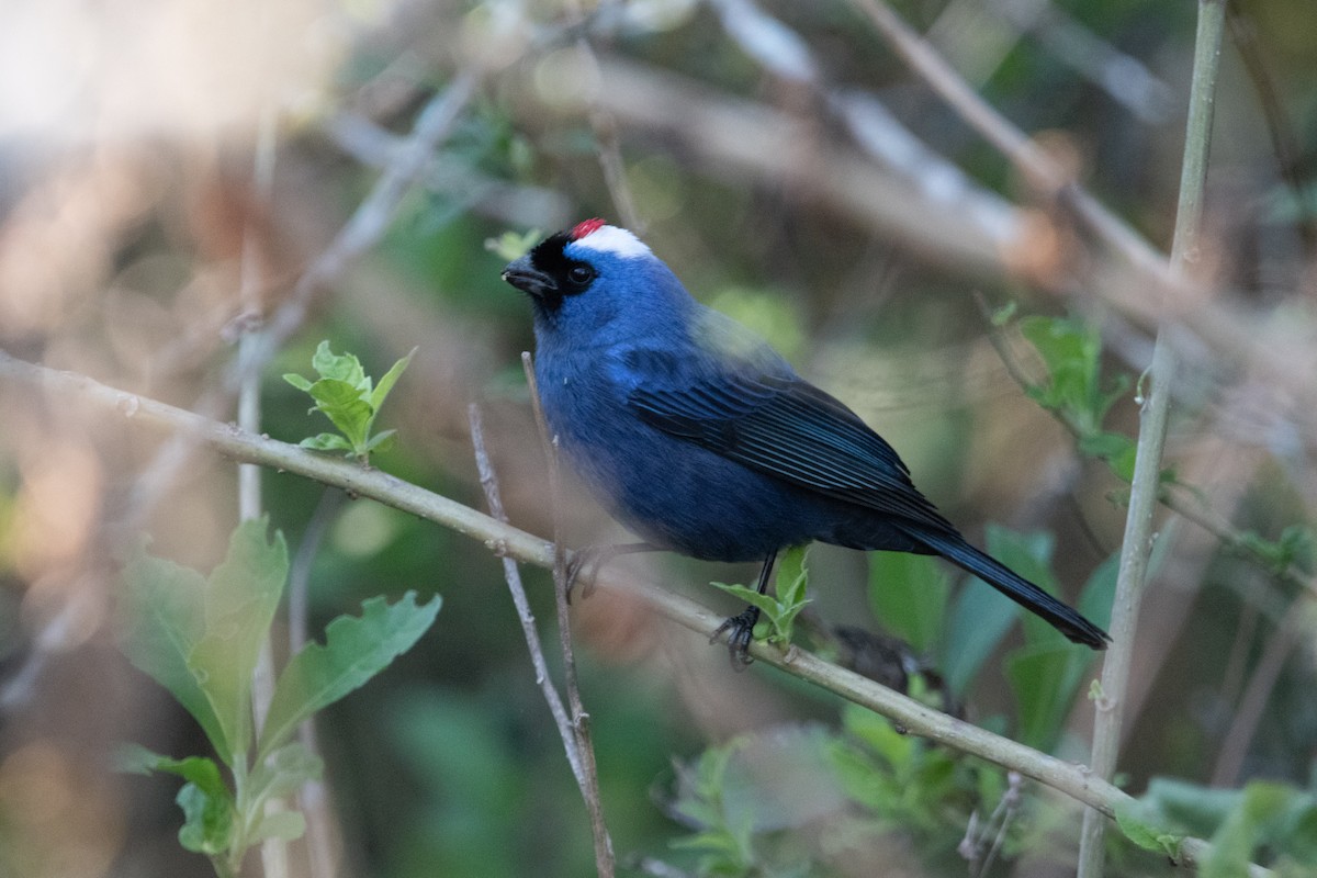 Diademed Tanager - ML623750786