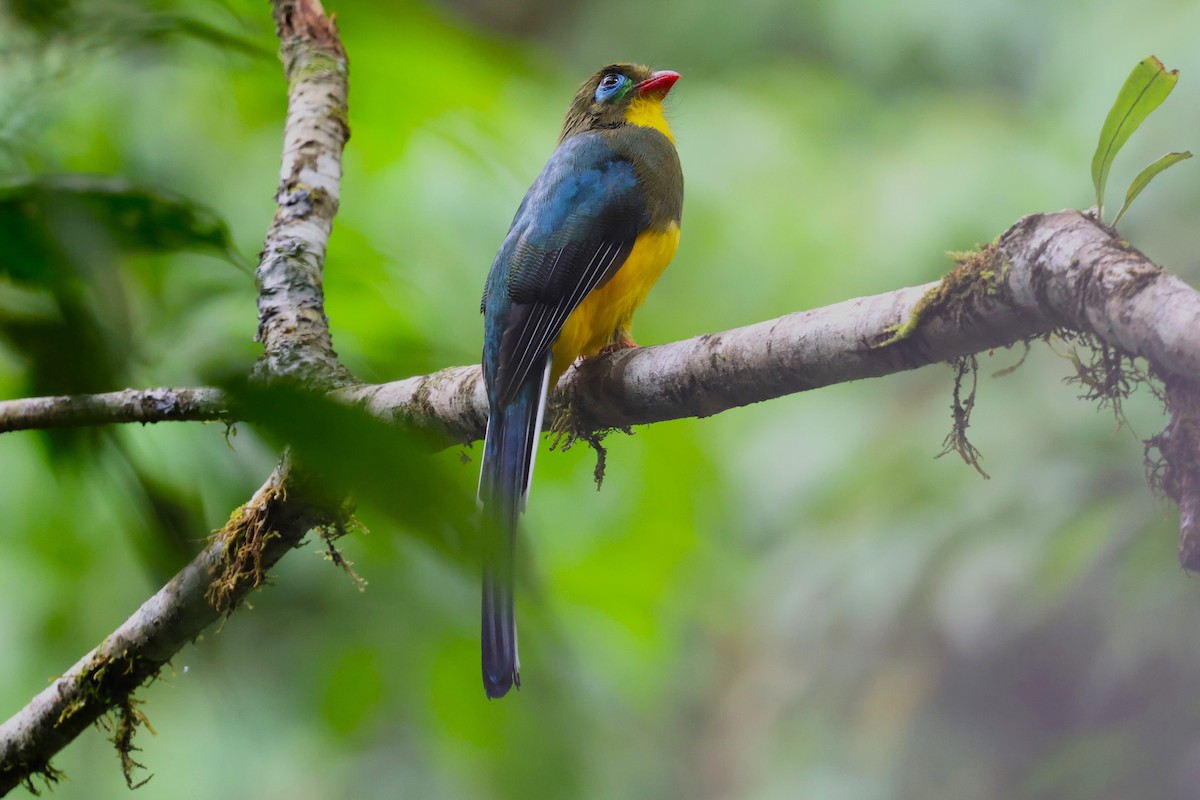 trogon sumaterský - ML623750800