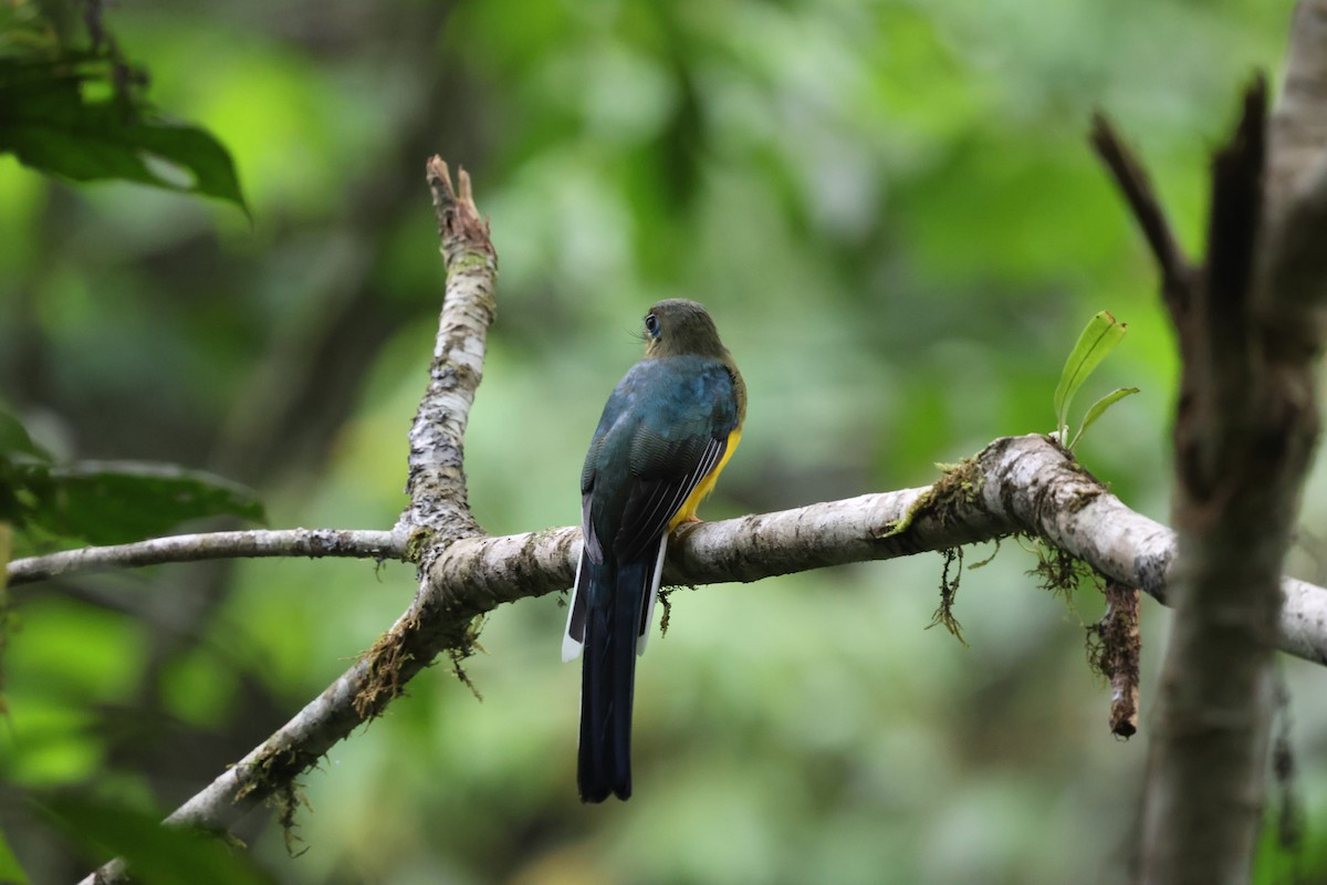 Sumatran Trogon - ML623750803