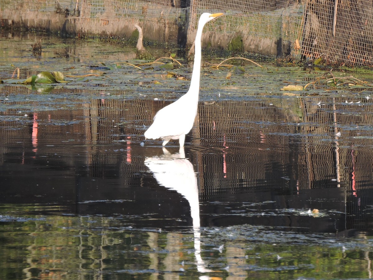 Grande Aigrette - ML623750828