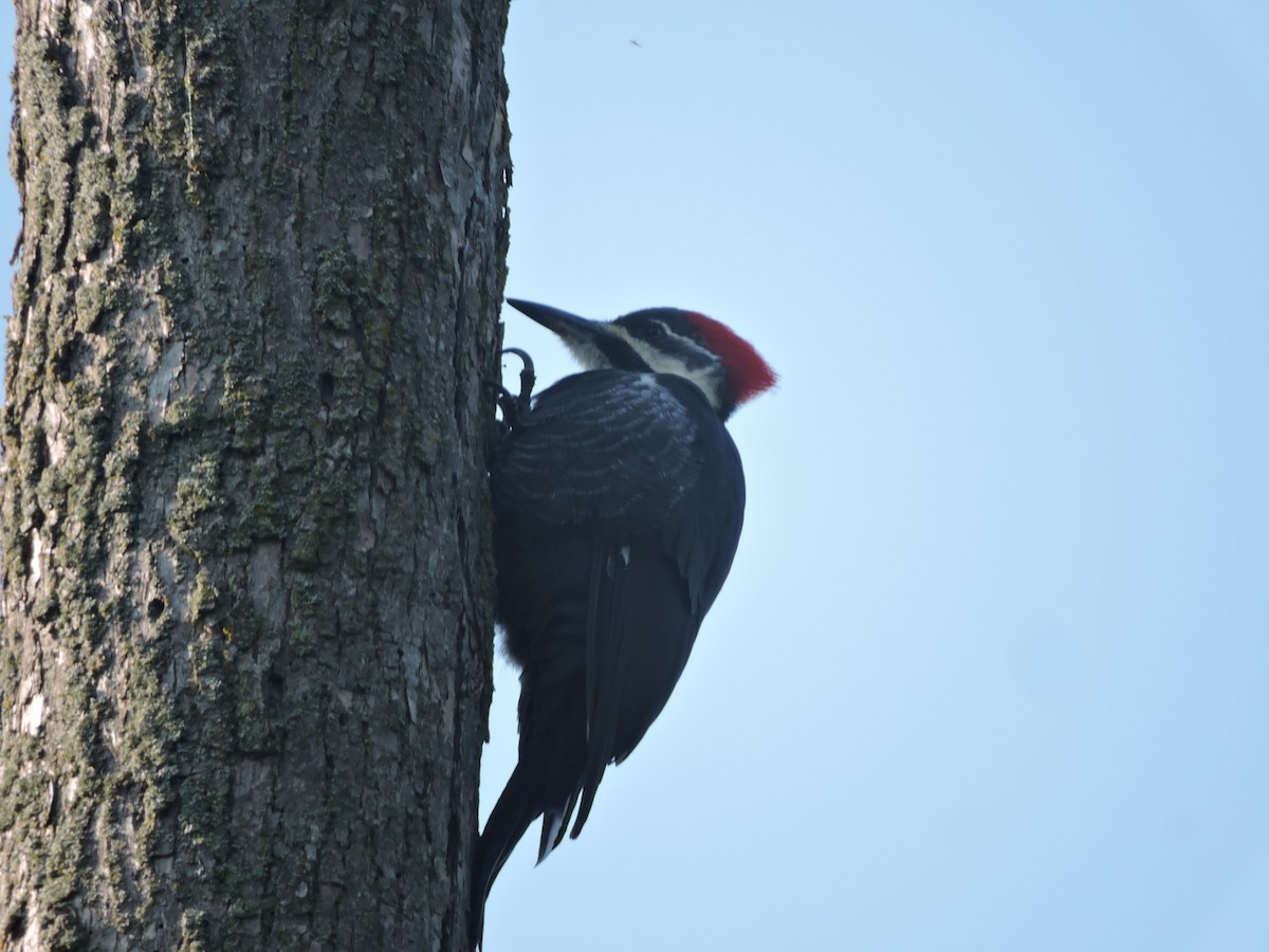 Pileated Woodpecker - Mike Norton