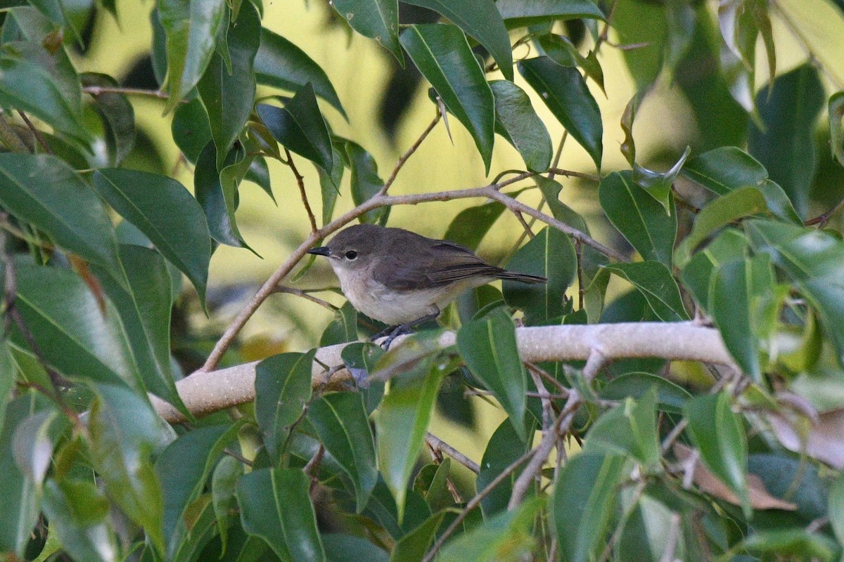 Large-billed Gerygone - ML623750871