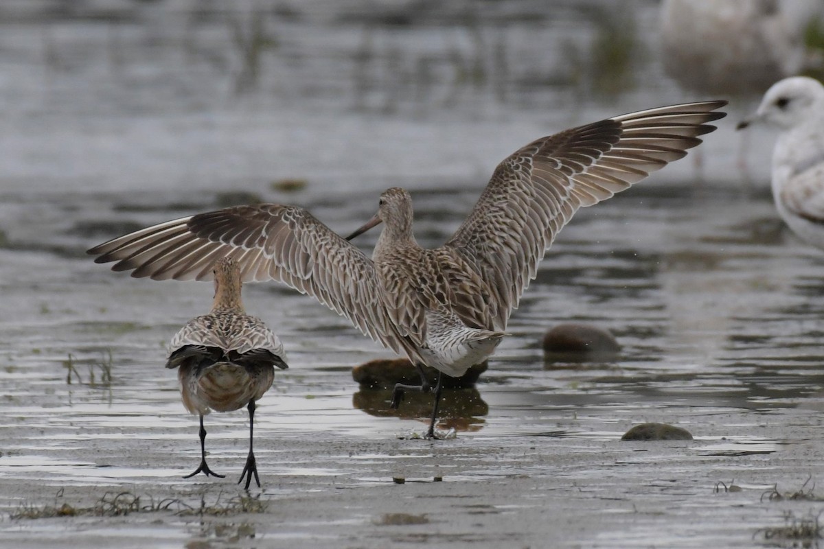 Bar-tailed Godwit - Kelly Kirkpatrick