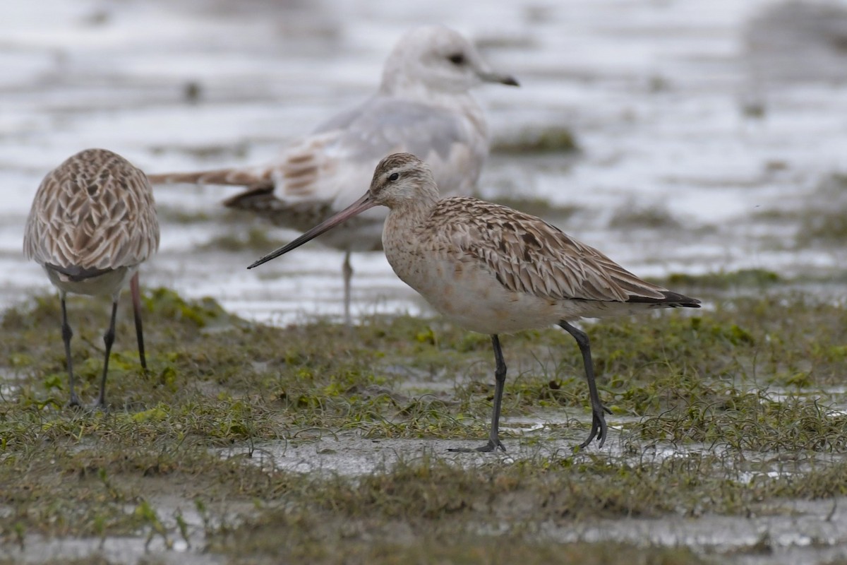 Bar-tailed Godwit - Kelly Kirkpatrick