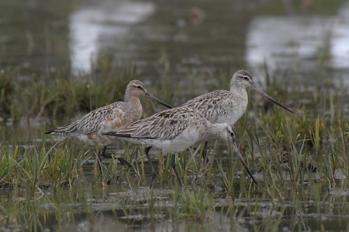 Bar-tailed Godwit - Kelly Kirkpatrick