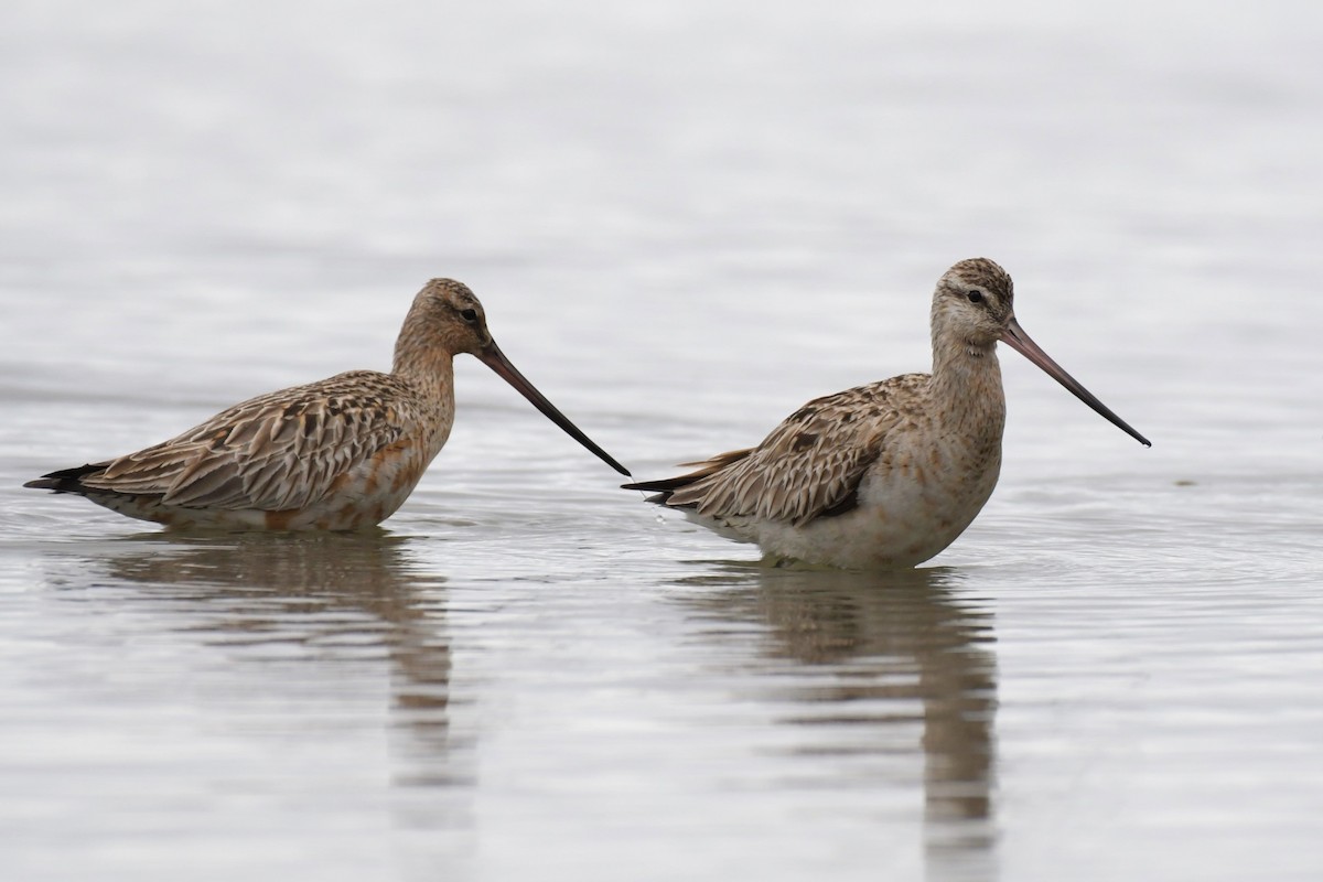 Bar-tailed Godwit - Kelly Kirkpatrick