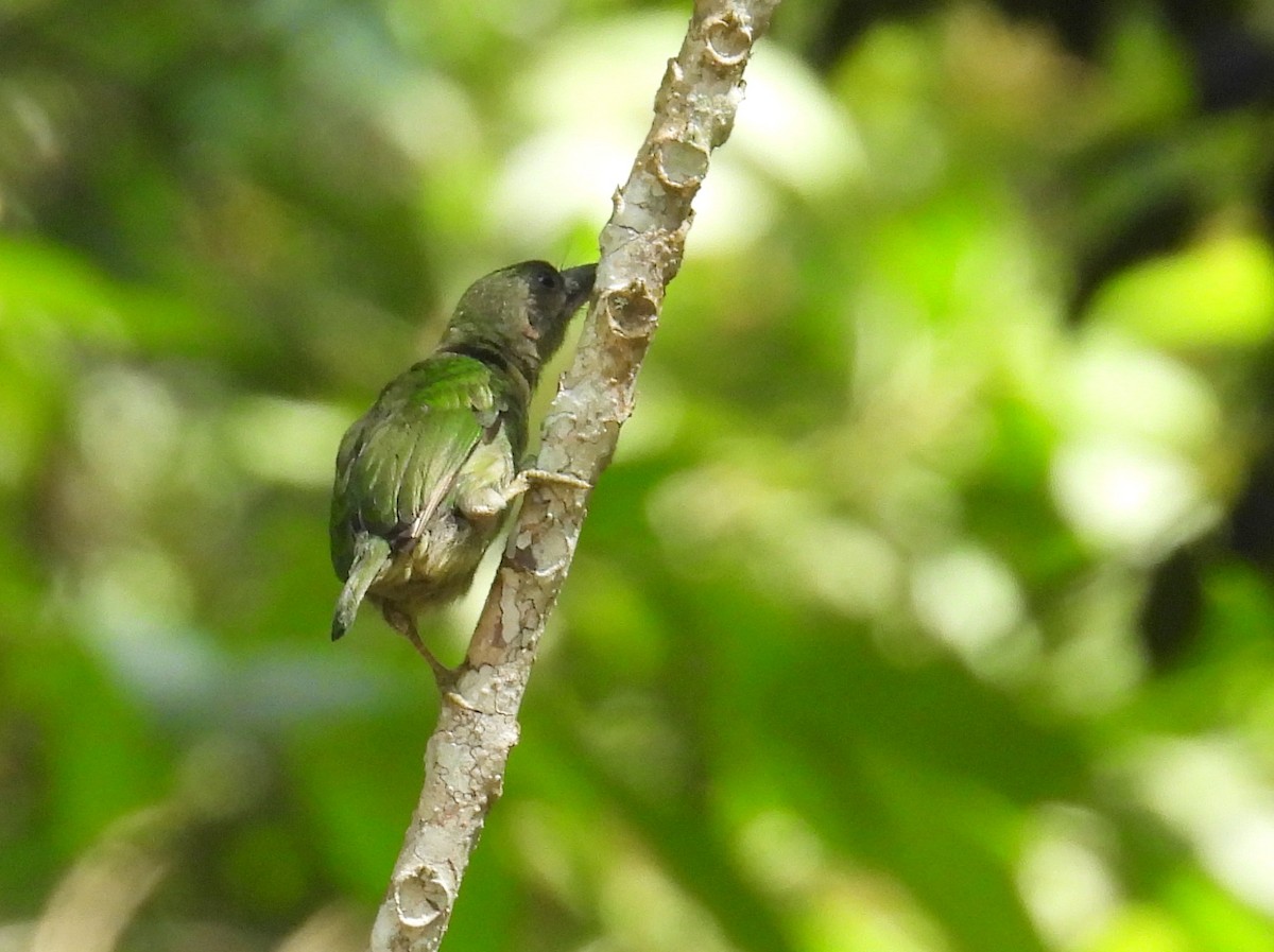 Black-eared Barbet - ML623750903