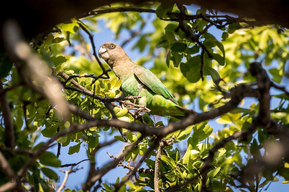 Brown-headed Parrot - ML623750932