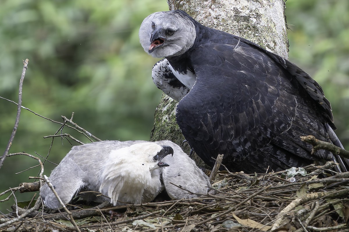 Harpy Eagle - ML623751028