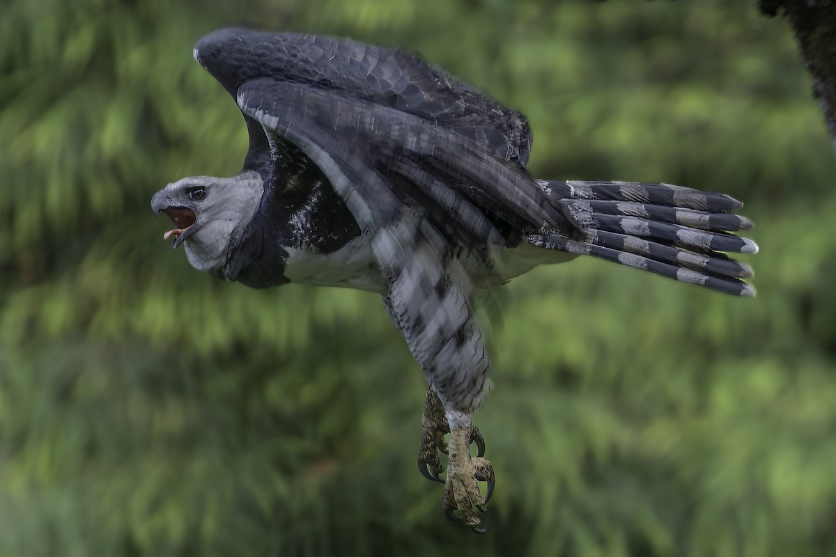 Harpy Eagle - ML623751031